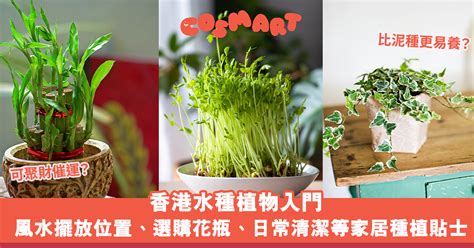 水種萬年青風水|水種植物風水｜香港水種植物入門！風水擺放位置/換 